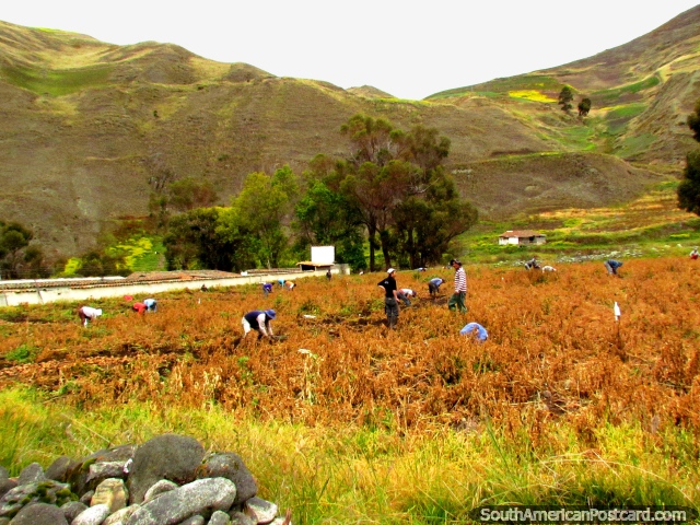 La gente que escoge cosechas temprano por la maana alrededor de La Biguznos/Pedregal. (640x480px). Venezuela, Sudamerica.