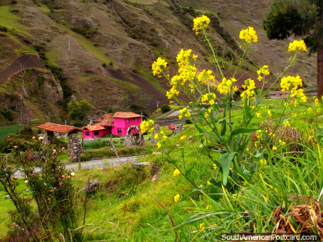 Uma casa da fazenda rosa com roda hidrulica de madeira, flores amarelas em primeiro plano, Cambote. (640x480px). Venezuela, Amrica do Sul.