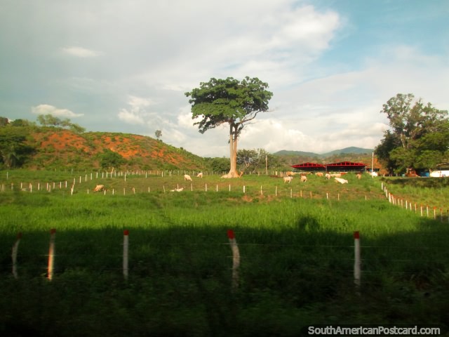Árbol solitario en un prado de ovejas en el campo al sur de Maracaibo. (640x480px). Venezuela, Sudamerica.